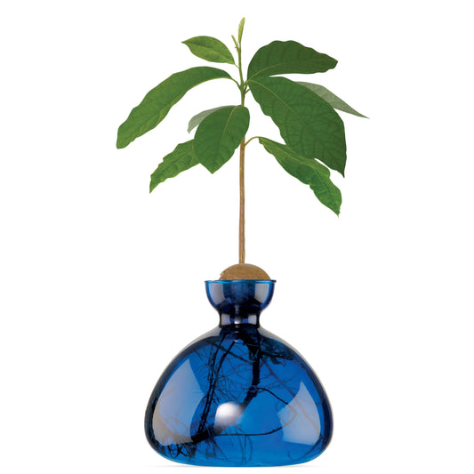 Avocado Vase Lapis Blue